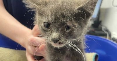 Sick eight-week-old kitten found abandoned beside Lanarkshire road