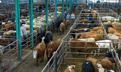 Ireland targets 25% cut in agriculture emissions but farmers voice anger