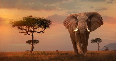 Discovering the magic of Kenya - from the wildlife to the incredible beaches