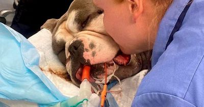 Dog fighting for life after being poisoned by mystery bite that turned skin purple