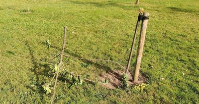 More trees vandalised in Cardiff in second attack within a week