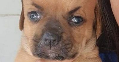 Unusual cross-eyed puppy who always looks angry is up for adoption