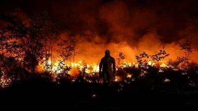 Who is setting France's forests on fire, and why?