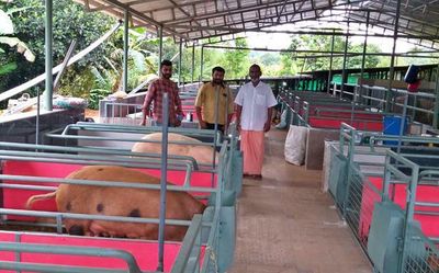 African swine fever casts a shadow on lives of pig farmers in Wayanad