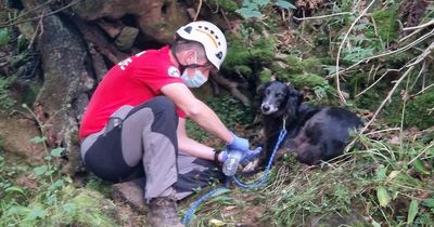 Hero dog raises the alarm as walker rescued after 200ft plunge down embankment
