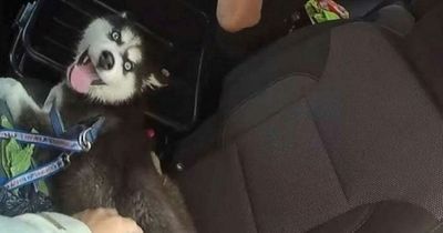 Police swoop as man leaves Husky puppy with mouth taped shut in hot car while he gambles