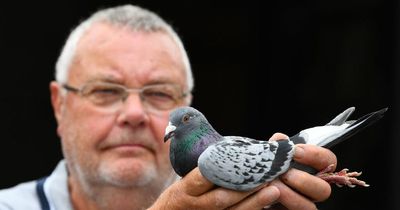 Pigeon fanciers' anger as British Legion brings in £100 rent for birds