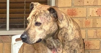 Young girl rushed to hospital and dog fighting for life after attack by vicious hounds