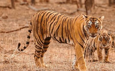 A new weapon in fight against wildlife crime