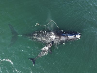 Ships must slow down to save endangered whales, US gov’t says