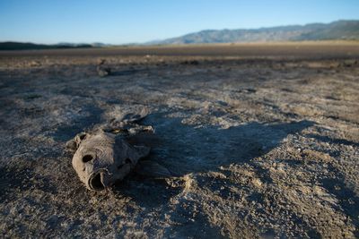 The Great Salt Lake's looming die-off