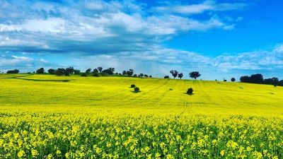 Farmers plant record area to canola as oilseed prices soar