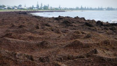 Port Geographe in Busselton tames seaweed problem after years of issues