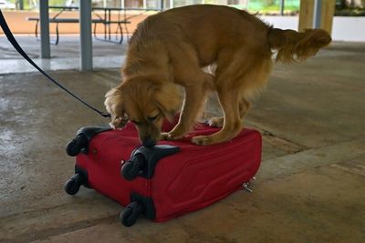 After 40-day overseas trip, stray 'Mili' finds new life as sniffer dog