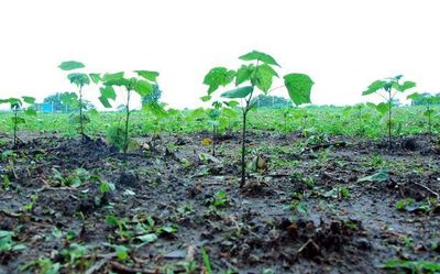 Rains continue to impact life, crops in Telangana