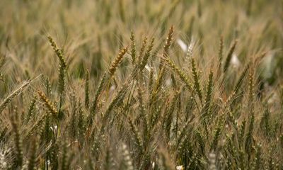 Karnal bunt and khapra beetle: seven threats to Australian biosecurity