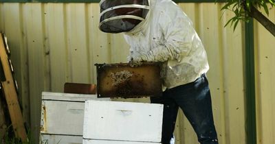 'Stop the bee killing'