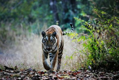 Thailand 'has highest number of wild tigers in Southeast Asia'
