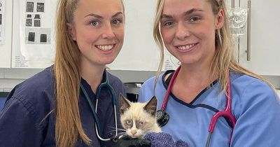 Cat from Liverpool travels 170 miles to Bristol hiding in Parcelforce van engine