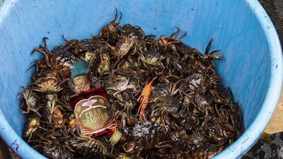 Whiskey made of green crabs attempts to counter surge in invasive species