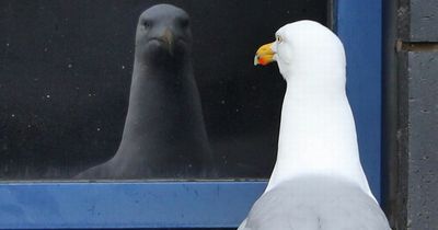 Seagulls 'now own village' popular with Mancs after string of terrifying attacks