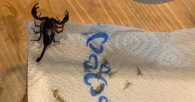 Holidaymaker gets fright of her life after finding family of 18 scorpions in suitcase