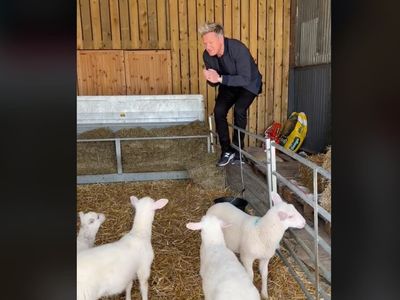 ‘Yummy yum’: Gordon Ramsay upsets TikTok viewers after picking lamb to eat