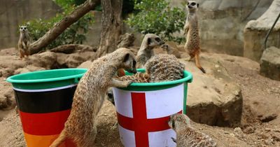 'Mystic' meerkats which predicted England's football wins back Lionesses in Euro's final