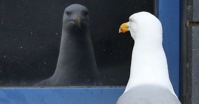 Seagulls leave people 'living in fear' as residents declare 'they own this village now'