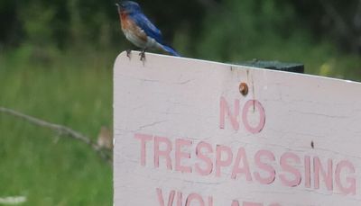 Chicago outdoors: Scofflaw bluebird, young angler exhausted, biggest black bear, E. Peoria/Chicago