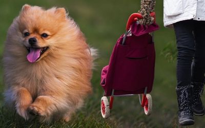Kirstie Clements ponders the allure of small dogs, shopping trolleys and pearl necklaces