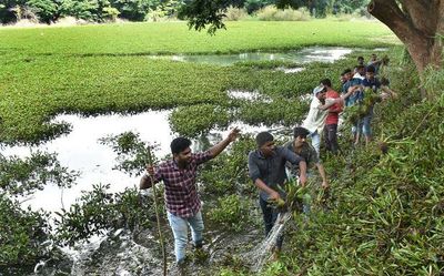 NSS volunteers deployed to clear Kukkarahalli lake of hyacinth