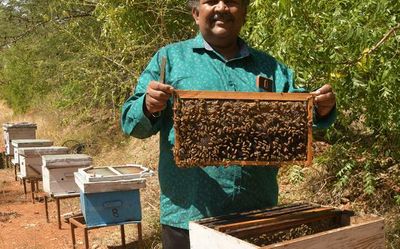 Moringa honey: How Italian bees are helping farmers in sweet enterprise