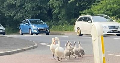 Family of swans bring Lanarkshire town's traffic to a halt by settling down in the middle of the road