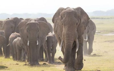 States fail to give Environment Ministry details on elephant reserves