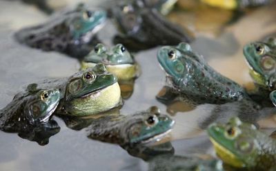 Invasive frog, snake cost world economy $16 billion