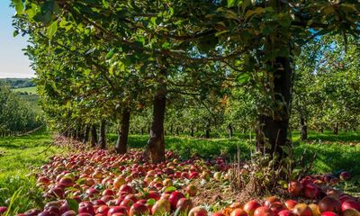 English craft cider producers demand the same protection as champagne