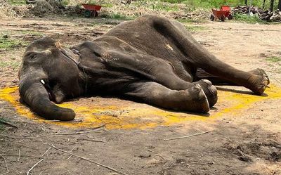 26-year-old ailing elephant dies at rescue centre in M.R. Palayam