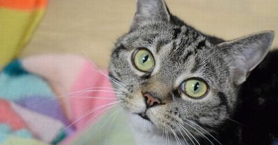 'Loneliest' cat sent back to shelter twice 'longs for a place she can call home'