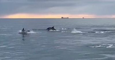 Watch: Incredible moment pod of playful dolphins swim alongside boat in Dublin Bay