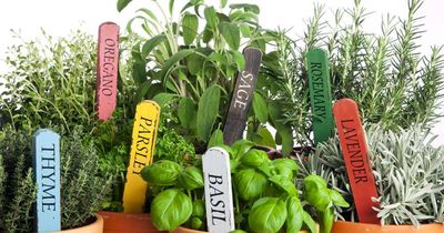 Superb herbs to supercharge your meals