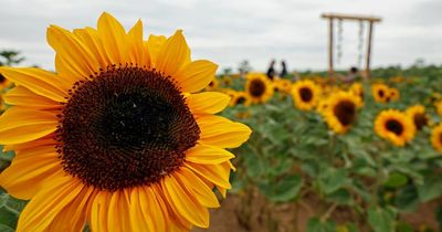The Welsh sunflower fields you must visit this summer