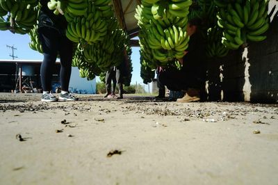 Man hospitalised without Medicare after being set ablaze shows precarity of Pacific Island fruit pickers