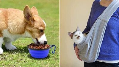 The 50 cheapest, most clever pet products on Amazon