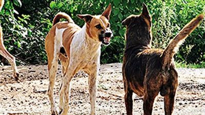 Stray dog attacks Standard I girl in school in Nagpur