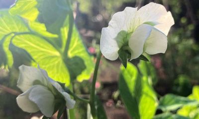 Colourful petals and promising crops on the plot