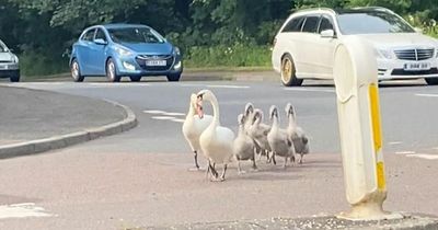 Swans bring traffic to halt in Lanarkshire town after settling down in middle of road
