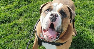 Adorable Edinburgh dog desperate for forever home to show him affection