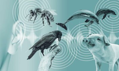 Can artificial intelligence really help us talk to the animals?