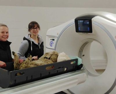 Kiwi researchers leap forward in hunt for fatal disease cure